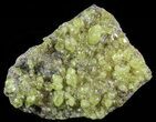 Lemon Yellow Sulfur Crystals - Bolivia #51583-1
